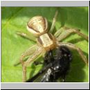 Xysticus ulmi - Krabbenspinne 01.jpg